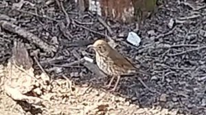 Любопытный, маленький дрозд