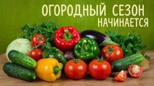 Что уже посадили на огороде в середине апреля 2026