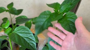 Рассада перца🌶