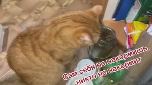 Рыжик кот. Как всегда кушать хочется!!!