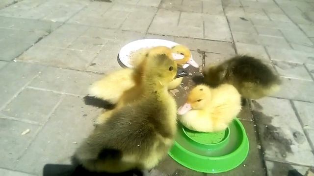 Когда то держали уточек и гусиков ...Ностальгия....