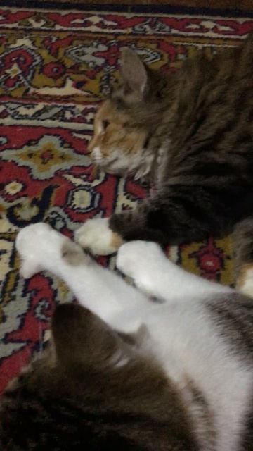 Кошечка Муся и кот Васька