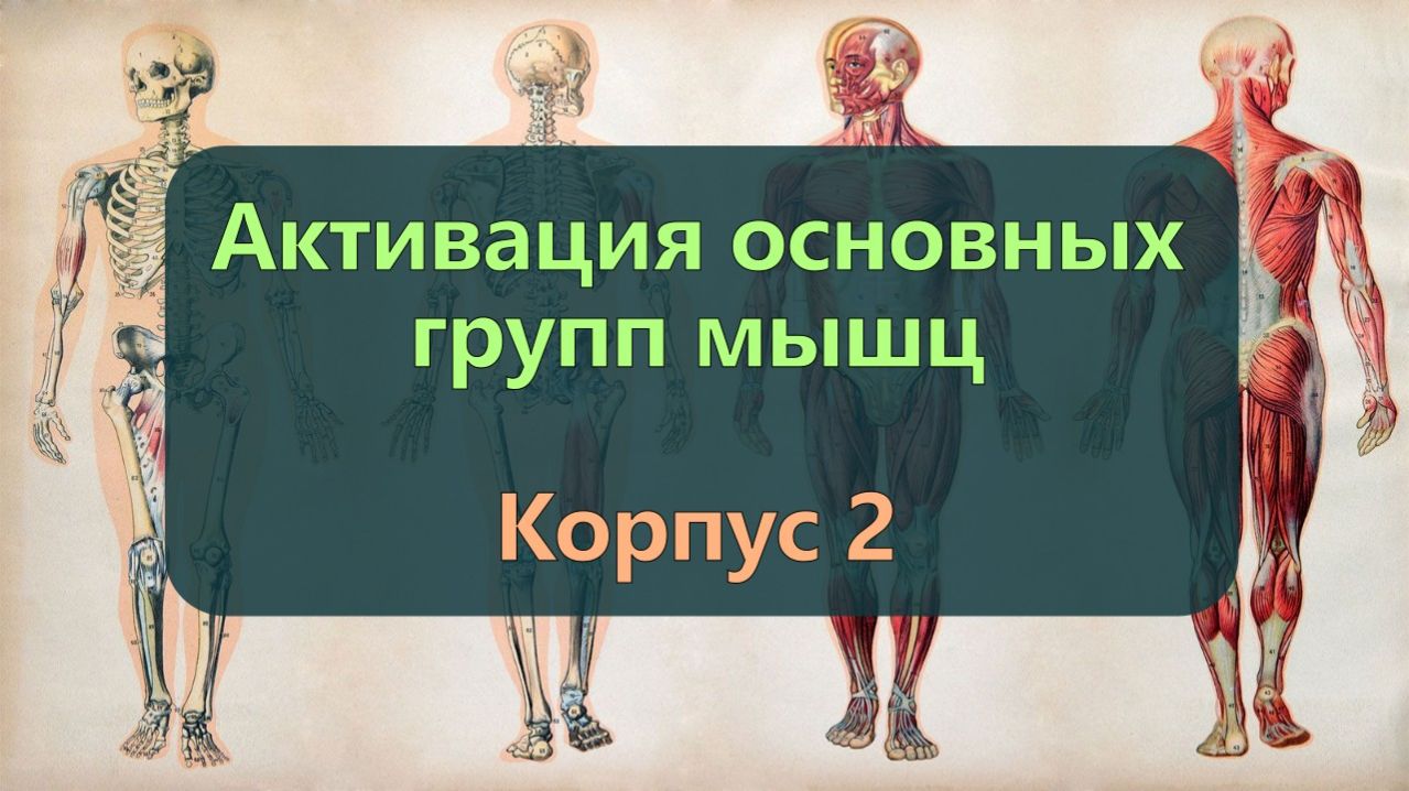 Активация мышц корпуса 2 — Широчайшие и грудные