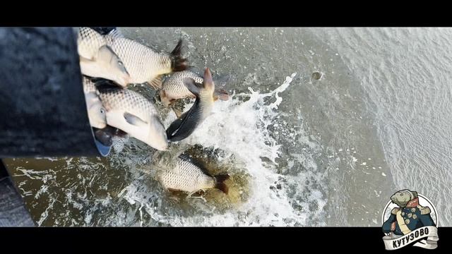 23 апреля, карп