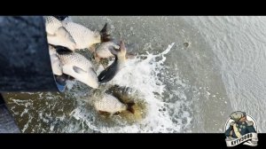 23 апреля, карп