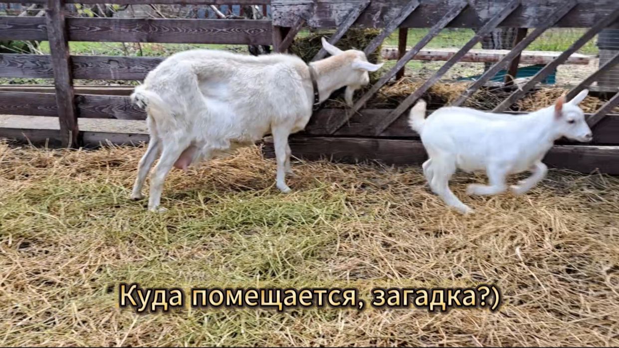 30 дней козлику исполнилось.