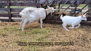 30 дней козлику исполнилось.)