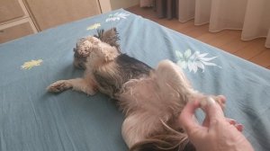 ЙОРКШИРСКИЙ ТЕРЬЕР БОНЯ (НЕ ХОЧЕТ  ПРОСЫПАТЬСЯ) 23-04-2026