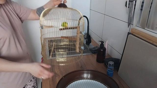 Уборка золотой клетки