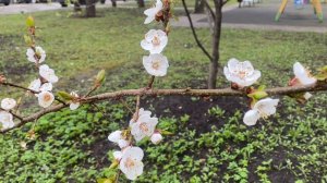 Спасаю переросшую рассаду цветов. Цветущий абрикос в Москве.  Ищу то чего здесь нет.