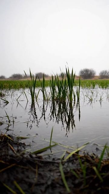 Тихая вода, к которой хочется вернуться