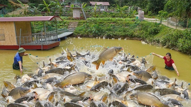 Наловила много рыбы и продала ее торговцу фермеру. Готовлю еду с рыбой и овощами. Серия 96. Ли Фук