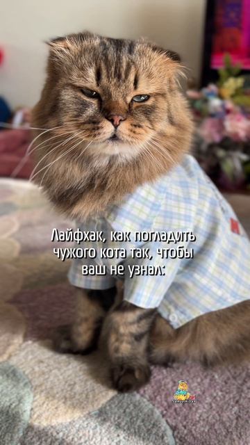 А у вас тоже кот ревнивый? котики юмор животные