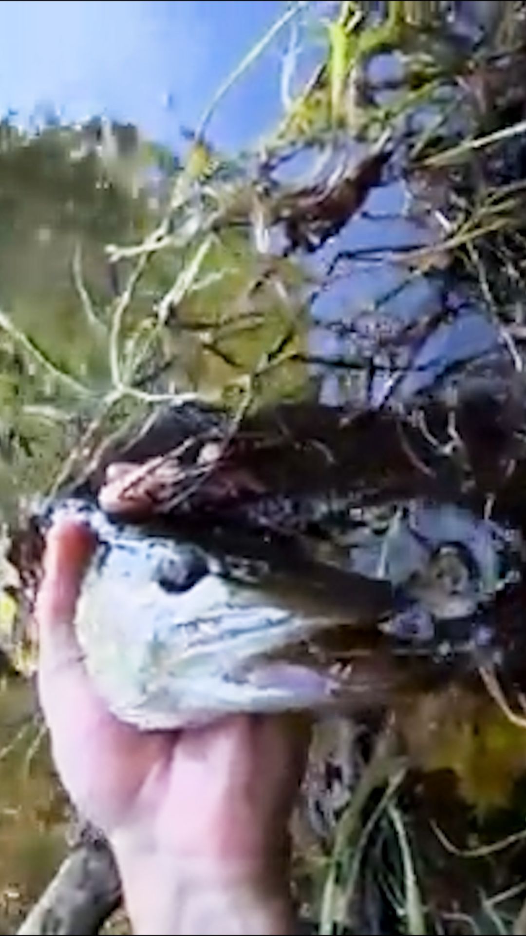 Ловлю Щук на удочку