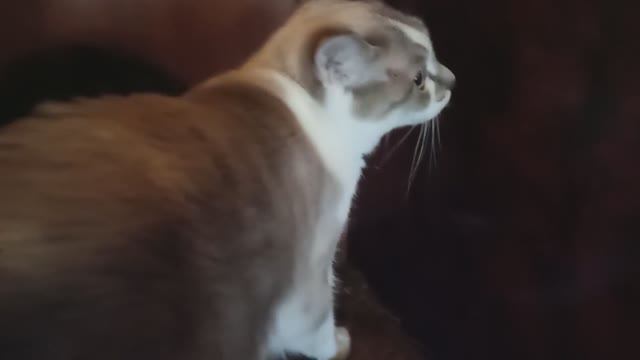 КОШКИ И УДОЧКА ДЛЯ КОШЕК