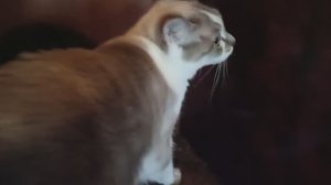 КОШКИ И УДОЧКА ДЛЯ КОШЕК