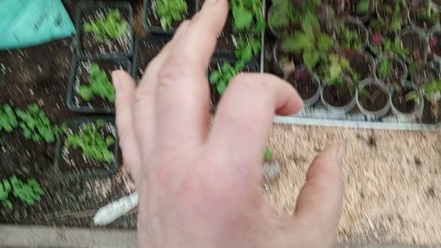 высаживаем огурцы в мешки