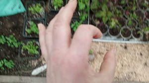 высаживаем огурцы в мешки