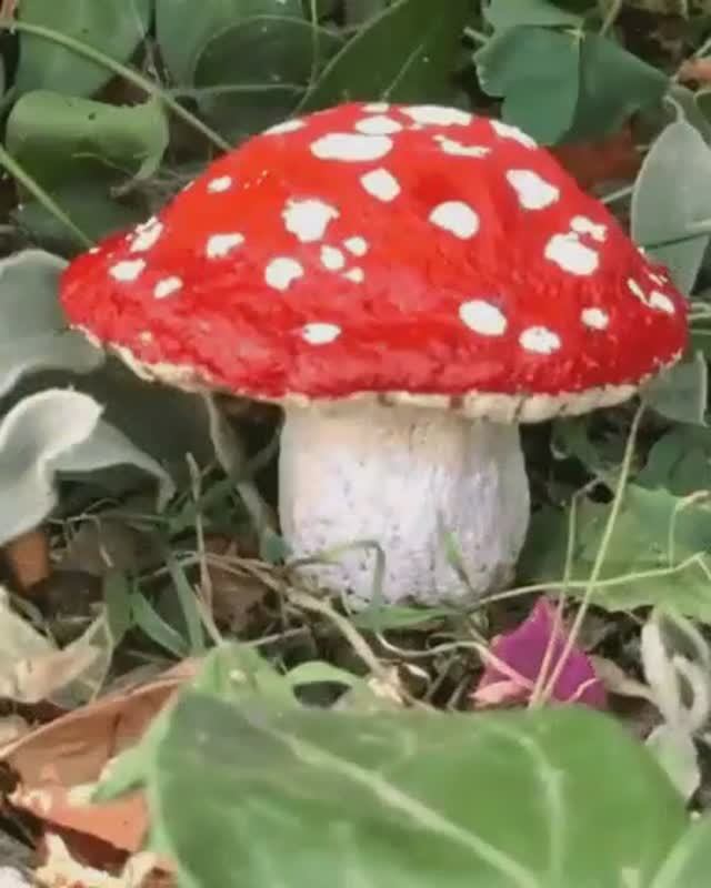 24 ГРИБ ИЗ ЯИЧНОЙ ЯЧЕЙКИ..ДАЧНОЕ ТВОРЧЕСТВО