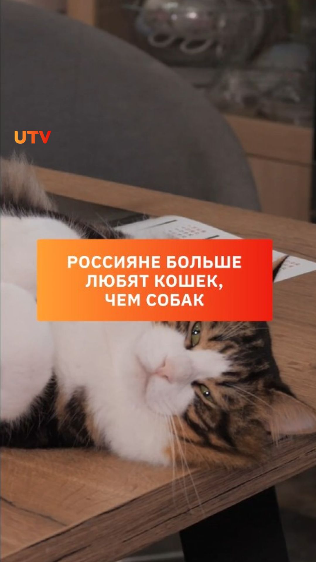 Россияне больше любят кошек, чем собак