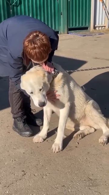 Ждёт своего человека умница САО Шайна 🌸❗Пост в описании 🎥 #сао #собака #алабай #любовь #счастье