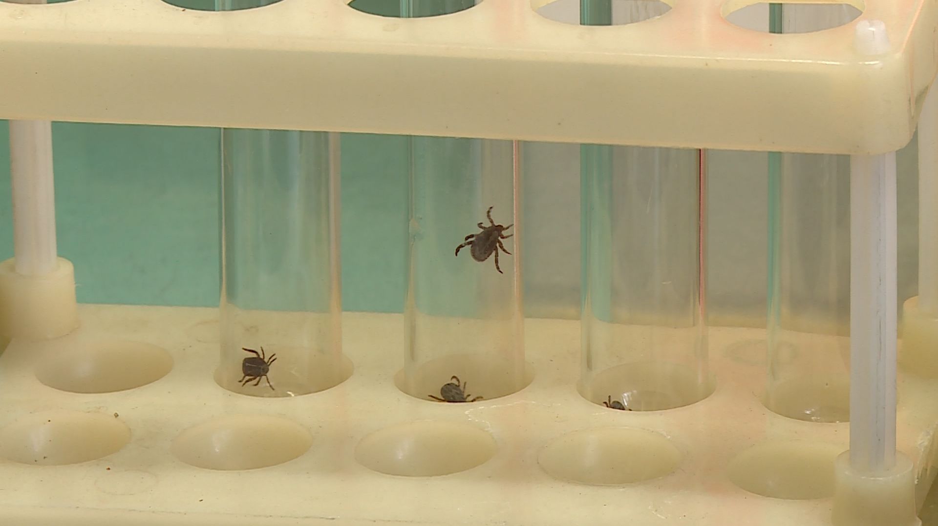 Сезон активности клещей начался на Ставрополье