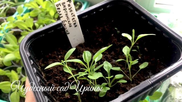 Обзор цветочной рассады. Апрель 2026