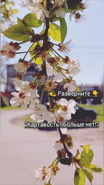 «Картавость? Больше нет!»