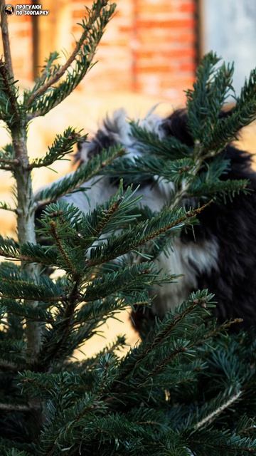 Альпака Сайка лакомится свежей хвоей. Ленинградский зоопарк