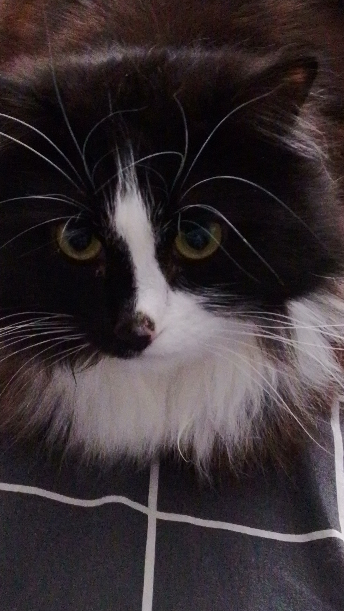 баки (серый)🐱