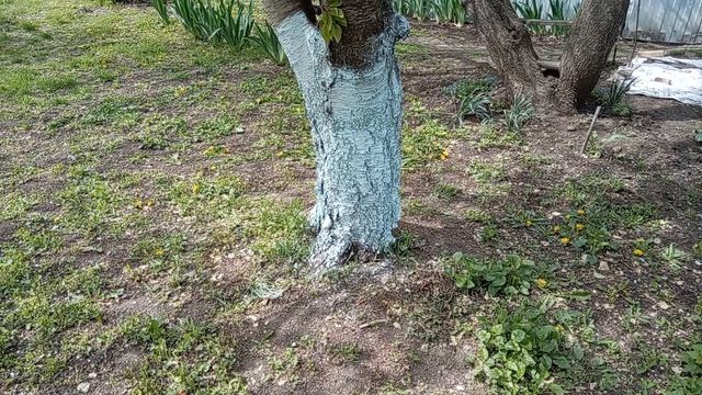 Побелка полным ходом! И крыльцо захватила! 23.04.26г.Как зацветает вишня 🍒и кизил! Юг России🌴.