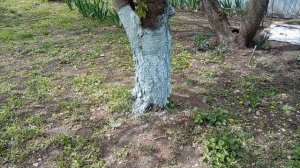 Побелка полным ходом! И крыльцо захватила! 23.04.26г.Как зацветает вишня 🍒и кизил! Юг России🌴.