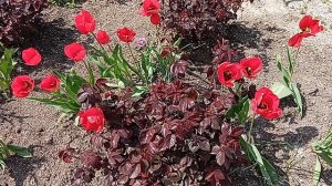 унас такая красата тюлпанчики пасматри 👍👍👍👍👍