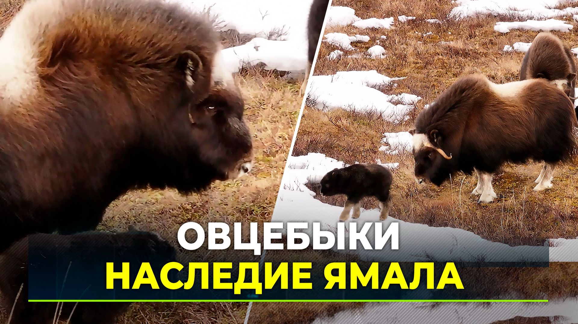 Овцебыки «Ингилора» дали потомство