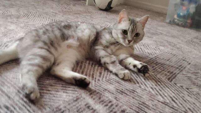 спасибо за 33 подписчика