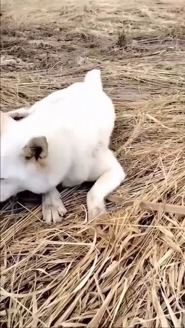 Весёлый голубоглазый блондин лайка Лакки 🍀 ищет 🏠❗Пост в описании 🎥 #счастье #лайка #собака