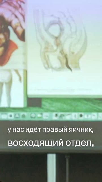 Топография Органов - Правая Сторона Человеческого Тела