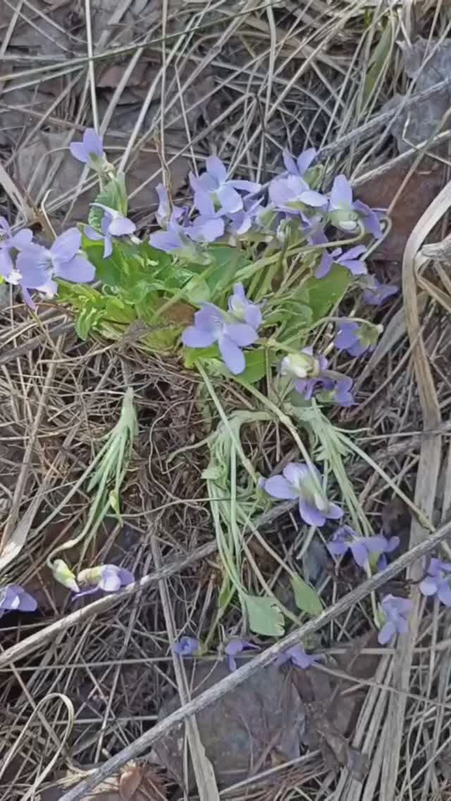Первые цветы и муравейники в лесу.
