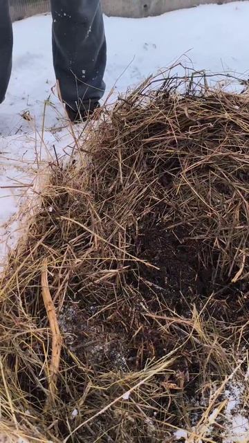 Температура под мульчей зимой