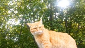 Чистая морда, превыше всего