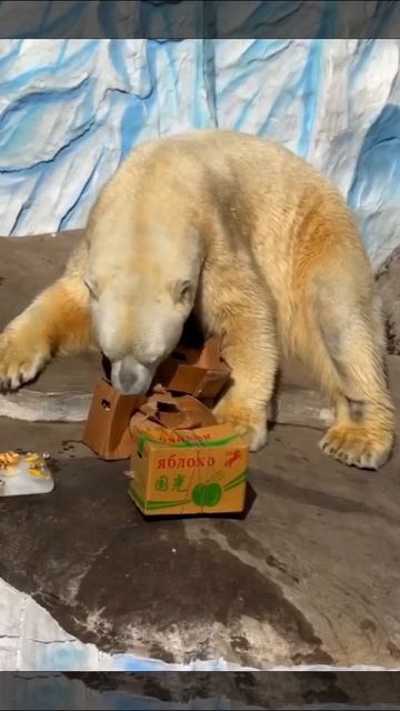 Когда ты белый медведь, и у тебя свои правила ПП! ️