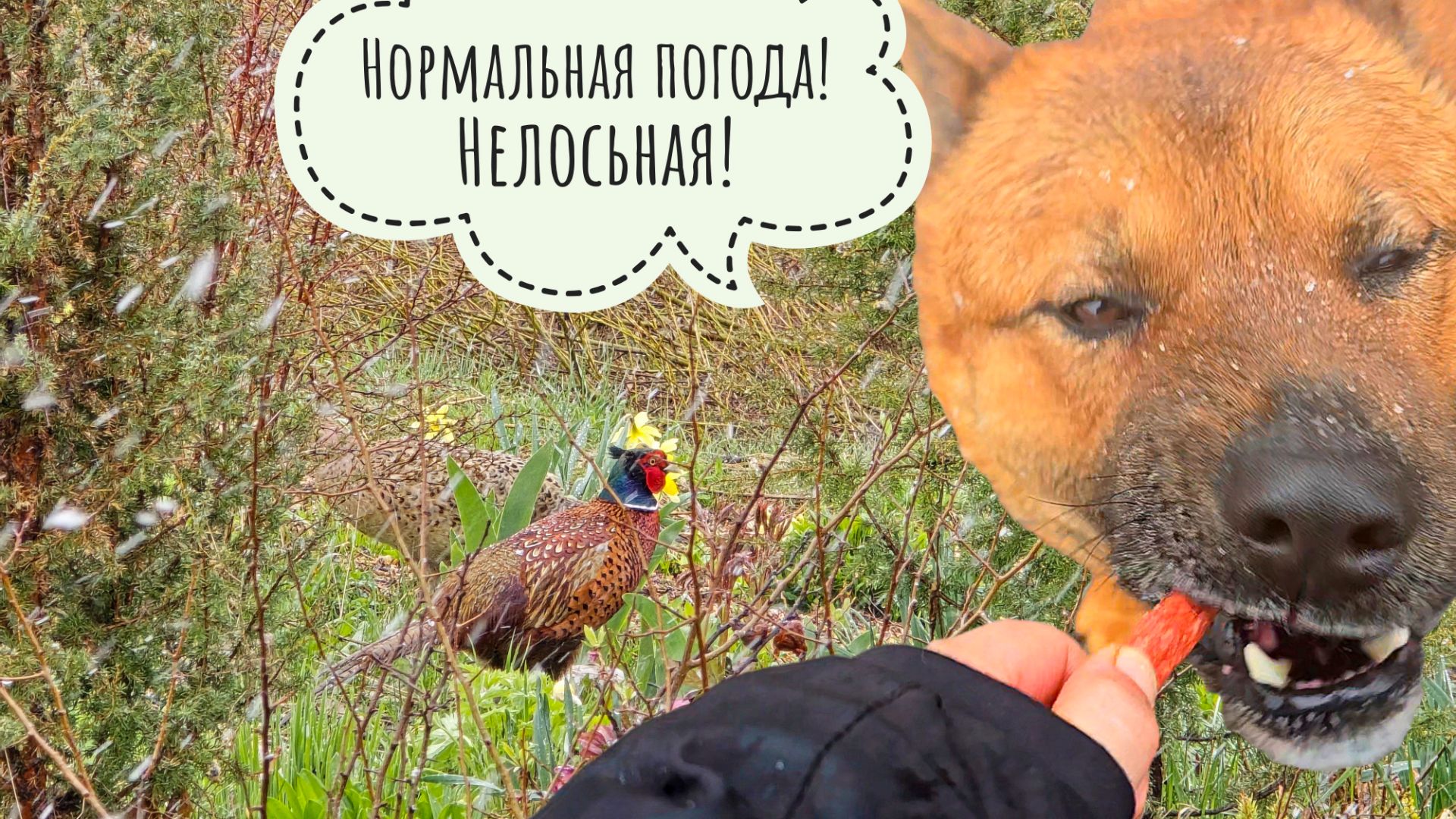 Ответы на самые популярные комментарии к видео с лосем. Влажные курочки гуляют под снегом и ветром