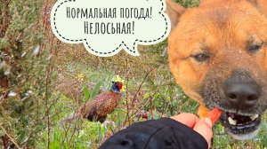 Ответы на самые популярные комментарии к видео с лосем. Влажные курочки гуляют под снегом и ветром