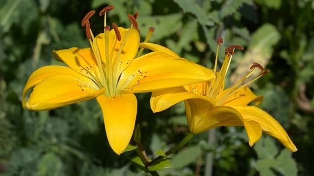 032▪️Желтые лилии▪️Прекрасные цветы▪️Футажи ▪️Красивая природа