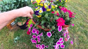 Дела огородные. Успехи и неудачи. Первая клубника и лимон, помидоры как на дрожжах, боремся за инжир