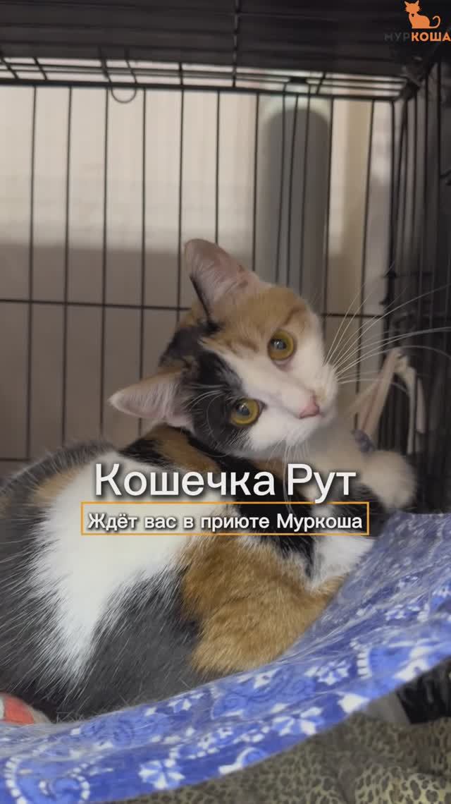 Рут ждёт вас в приюте #Муркоша