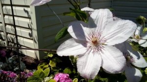 Воспоминание о лете...