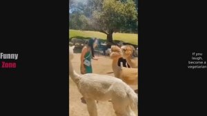 Попробуй не засмеяться😂ТОП подборка приколов