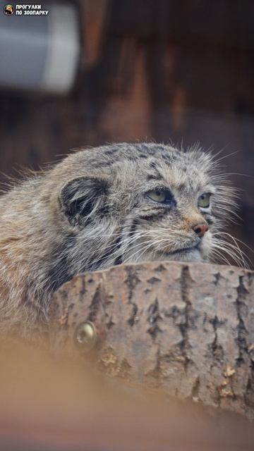 Манул Намика долго наблюдала, но решила спрятаться. Ленинградский зоопарк