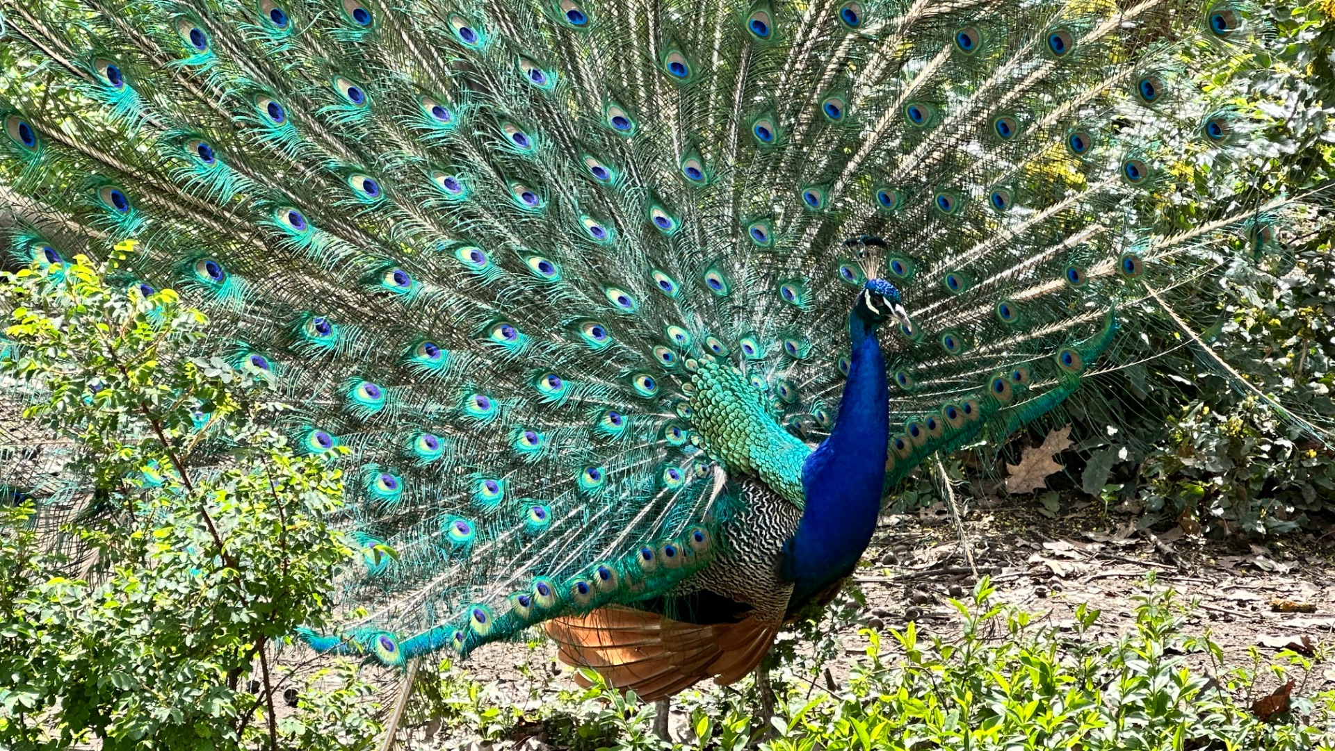 Павлин демонстрирует свои наряды перед самками в саду
